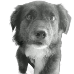 Valmay mascot